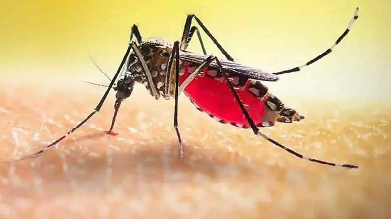 দেশে ডেঙ্গু আক্রান্তের সংখ্যা ১ লাখ পার, ২৪ ঘণ্টায় মৃত্যু ৪ জনের