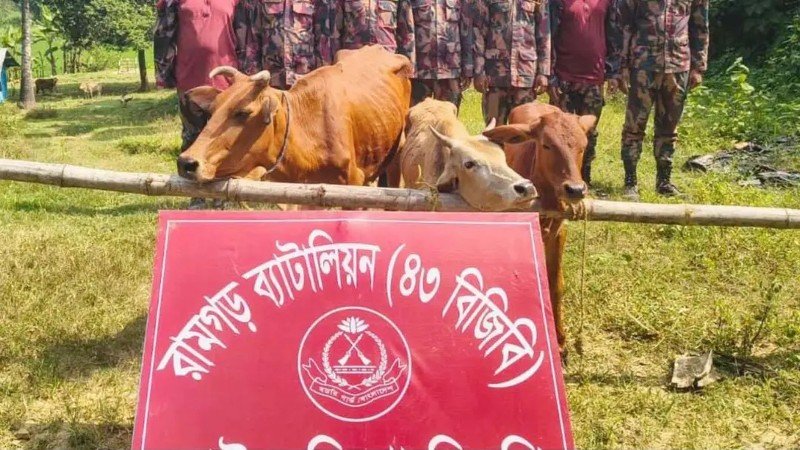 মিরসরাই সীমান্তে বিজিবির অভিযানে ৩ ভারতীয় গরু জব্দ